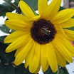 fall at my house 029.JPG
