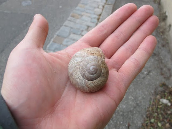 巨大かたつむり