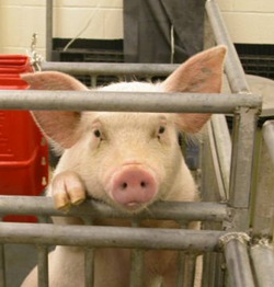 cute pig