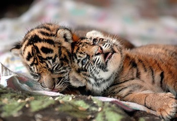 sumatran3