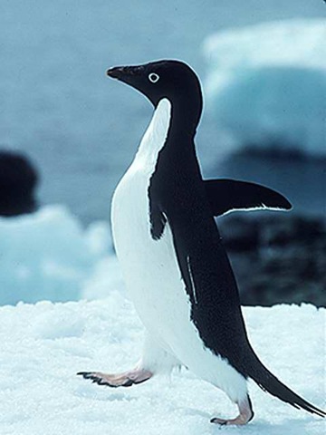 [penguin[2].jpg]
