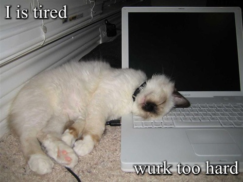 [tiredcat[3].jpg]