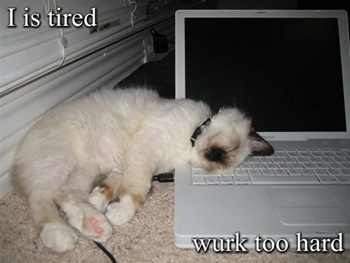 tiredcat