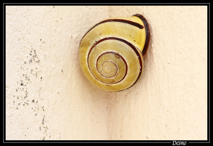Macro avec objectif inversé, bonnettes, ou bagues allonges Vivitar_esc