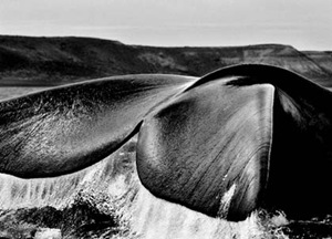 sebastiao-salgado-rabo-baleia