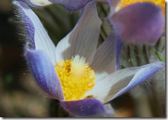 pasqueflower