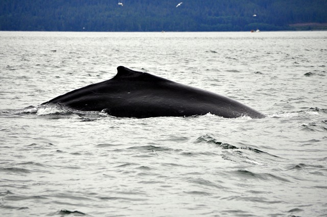 [humpback whale[3].jpg]