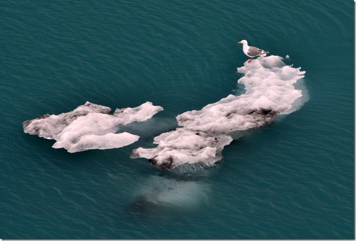 seagull-iceberg