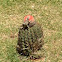 Lizard / Lagartixa