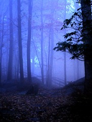 Misty woods