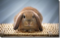 Cute-rabbit-1440-900-widescreen-34515