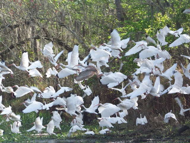 [1.19.09 Blue Springs, Hoontoon Island 055[3].jpg]