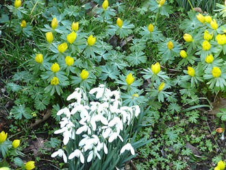 Castle Bromwich Hall Gardens