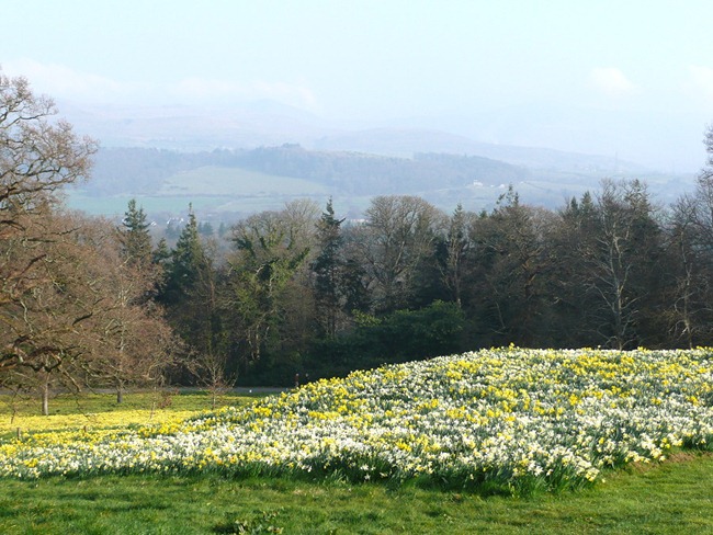 Daffodils, Wales, Penrhyn Castle