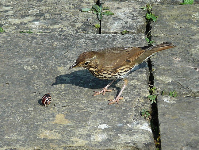 Thrush
