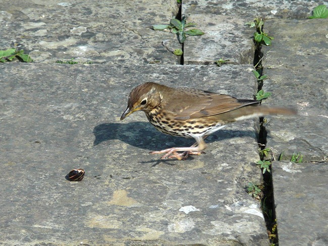 Thrush