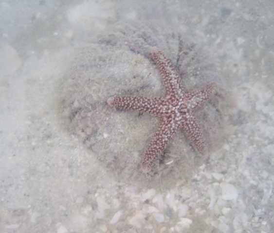 [sanibel_urchin_starfish4.jpg]