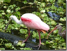 spoonbill and ibis 640 x 480
