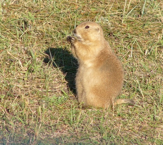 [cspprairiedog5.jpg]