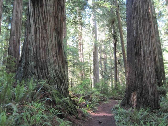 [cc_redwoods_boy_scout_trail[4].jpg]