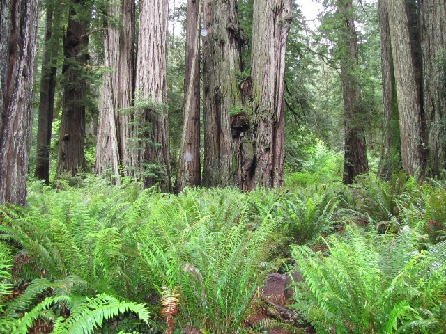 [cc_redwoods_fern_tree[5].jpg]