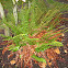 Western Sword Fern