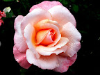 2007-07-21_13-02-43.JPG