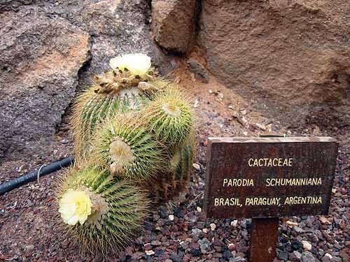 [ParodiaSchumanniana2.jpg]
