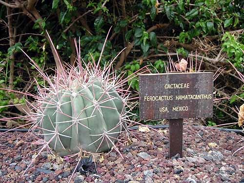 [Ferocactushamatacanthus2.jpg]