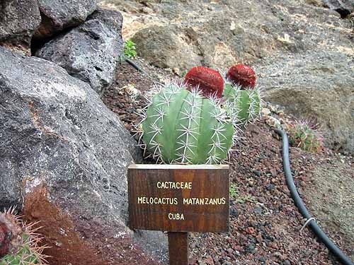 [MelocactusMatanzanus2.jpg]