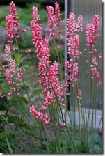 Heuchera sanguineum