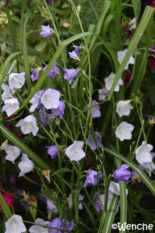 [Campanula2[4].jpg]