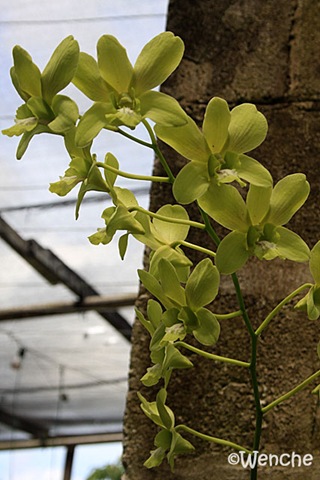 [Dendrobium-Airy-Green[2].jpg]