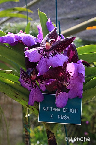 [Kultana-Delight-x-pimsai[2].jpg]