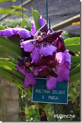 Kultana-Delight-x-pimsai