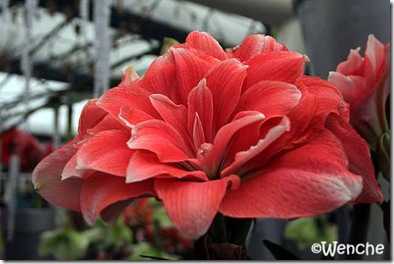 Hippeastrum-Double-Dream