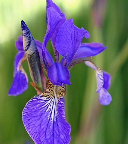 [Iris[7].jpg]