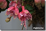 Old-Rose Old-Rose