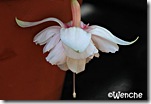 Pink-Marshmellow Pink-Marshmellow