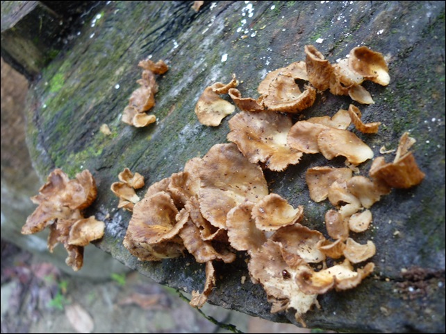 P1040546