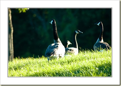 Canada Geese