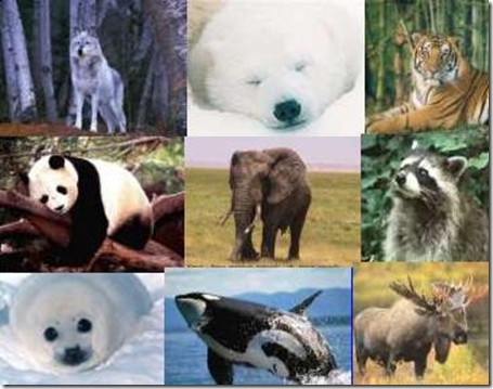 animals animals