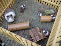 voedstertjes 1 en 2 007.JPG