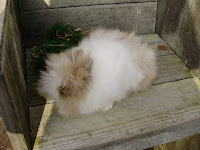 rabbits 004.JPG