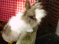 teddysdomeinkonijn 002.JPG