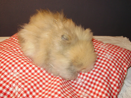 PIM 004.JPG