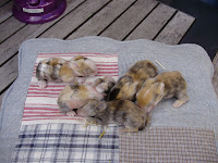 14 mei pien 002.JPG