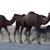 P1010163.JPG, Ein Weidetag in der Halbwüste ist beendet., Turkmenistan