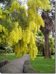 mimosa