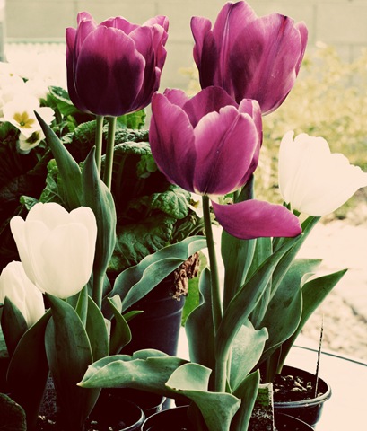 [tulips2[2].jpg]